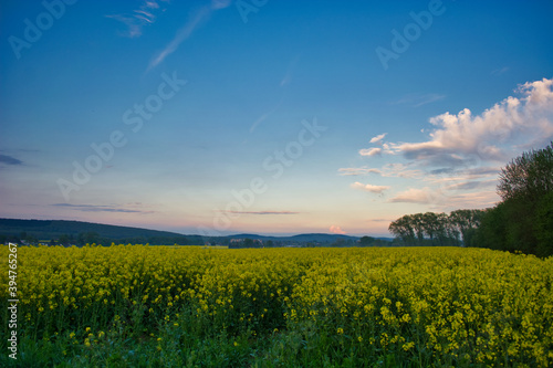 Langszeitbelichtung am Abend mit einem Rapsfeld