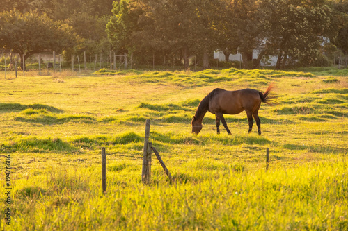 horse grazing at sunset