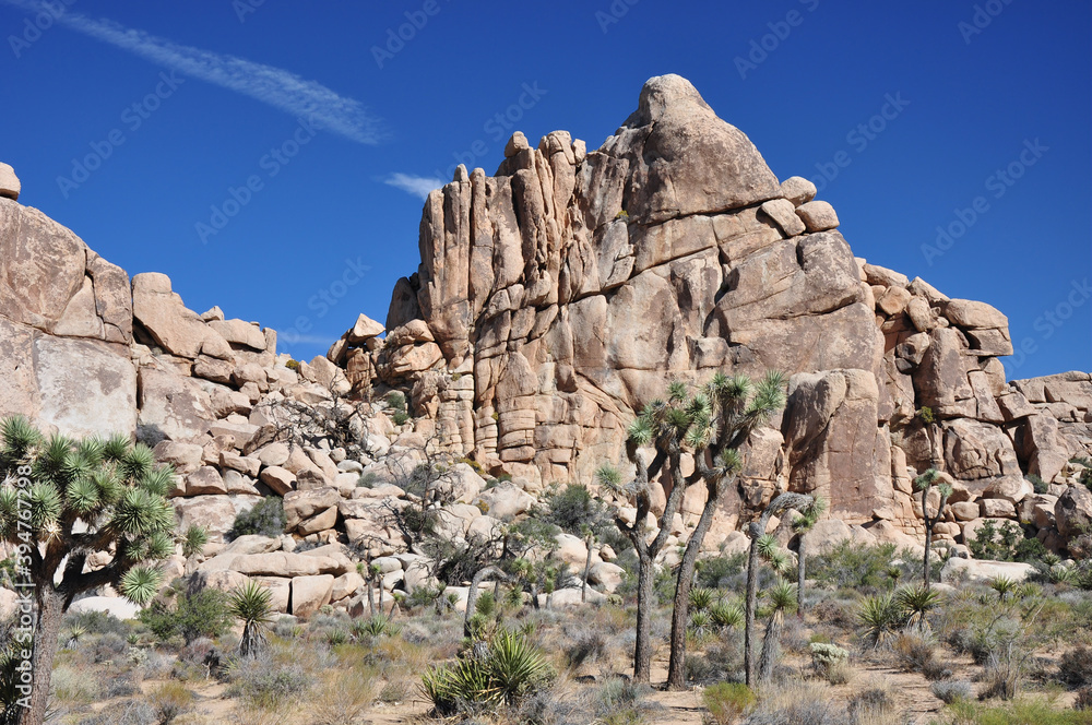 Fototapeta premium Beautiful rock formations and thousands of Joshua Trees are found in Joshua Tree National Park in southern California.