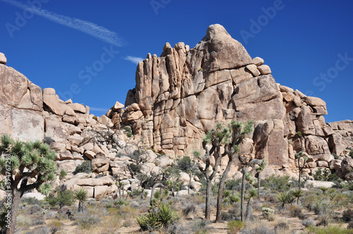 Beautiful rock formations and thousands of Joshua Trees are found in Joshua Tree National Park in southern California.