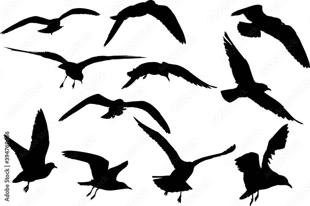 set of eleven gull black isolated silhouettes set of eleven gull black isolated silhouettes