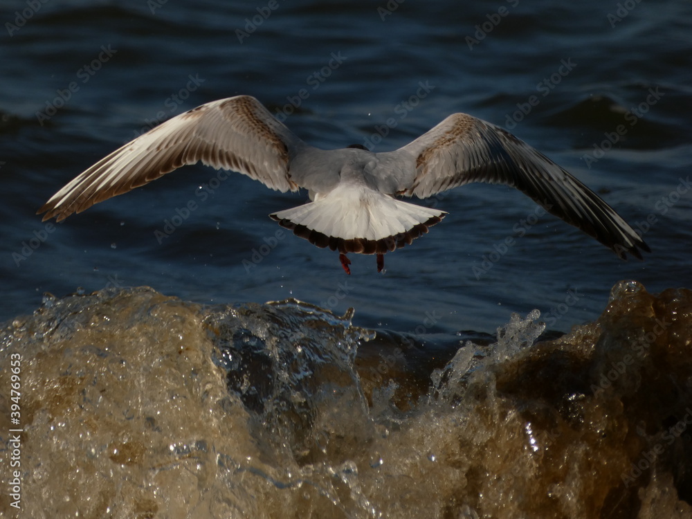 Fototapeta premium Black-headed gull (Chroicocephalus ridibundus) flying over sea wave, Gdansk, Poland