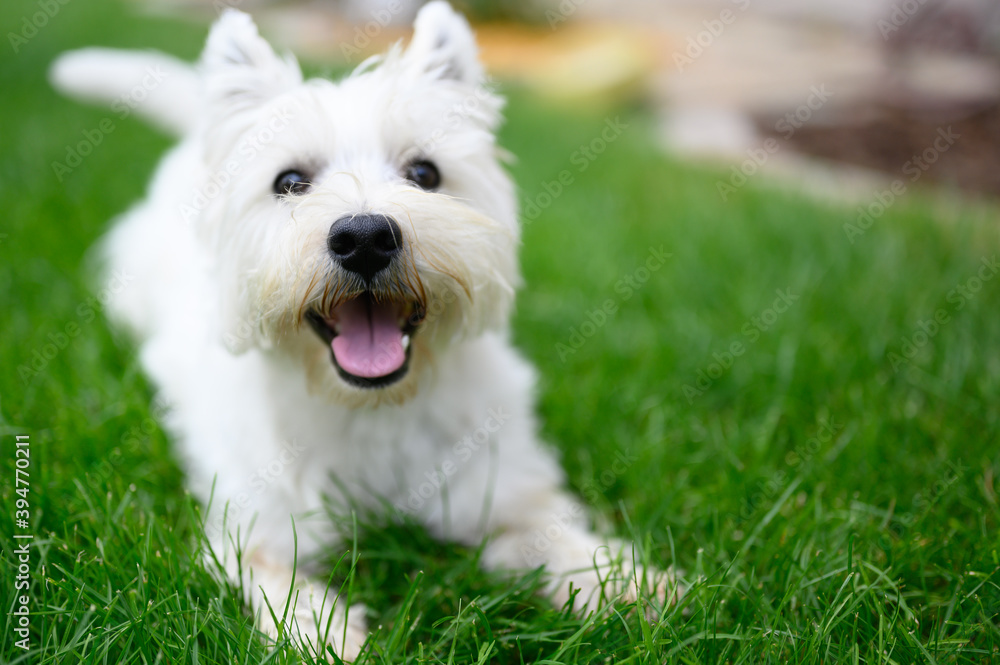 white terrier dog white terrier dog