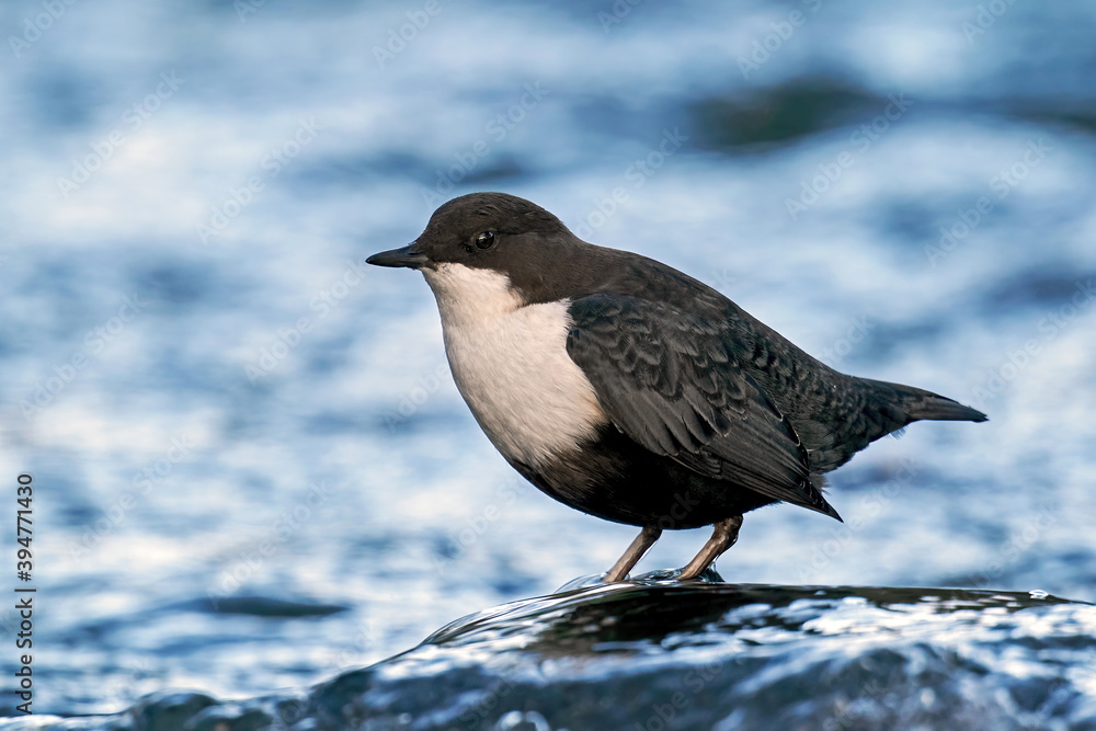 White-throated dipper (Cinclus cinclus) White-throated dipper (Cinclus cinclus)