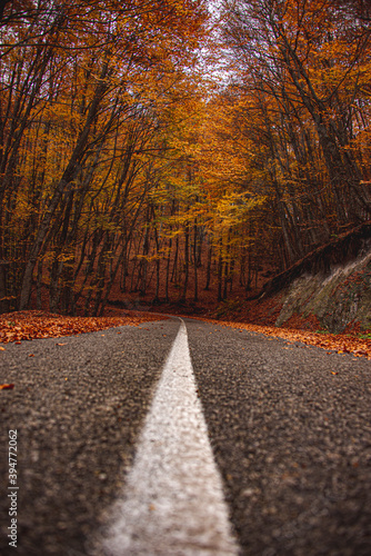 autumn forest road in Olympus mountain photo