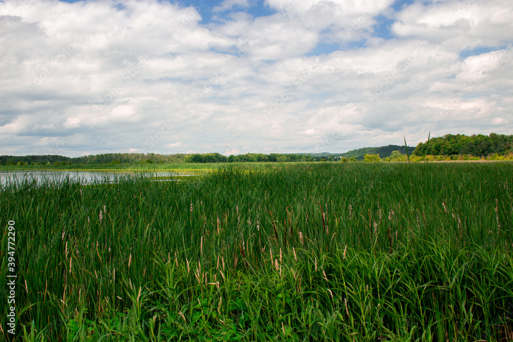 Beautiful green marsh on Lake Champlain