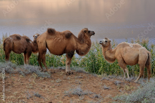Fototapeta Naklejka Na Ścianę i Meble -  Bactrian camel trio-Sumu Barun Jaran Lake reedbeds-Badain Jaran Desert-Inner Mongolia-China-1139