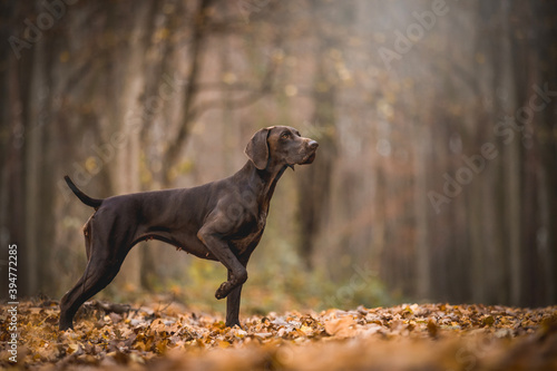 Brown German Shorthaired Pointer  photo
