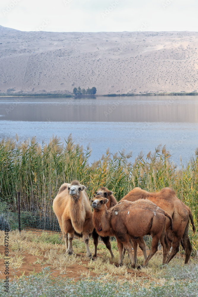 Bactrian camel trio-Sumu Barun Jaran Lake reedbeds-Badain Jaran Desert-Inner Mongolia-China-1144