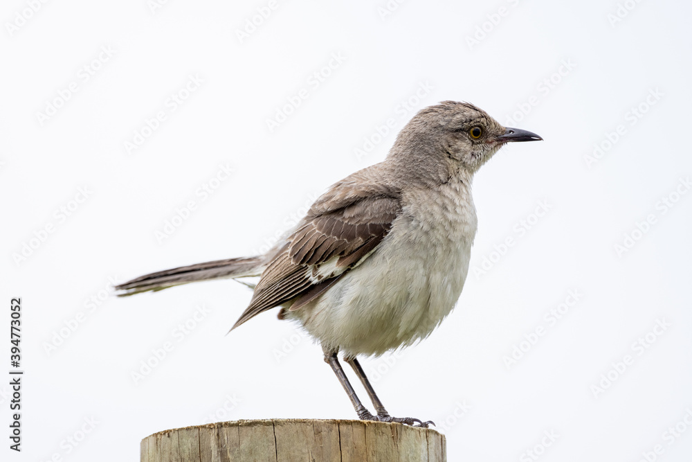 Fototapeta premium Mockingbird Sitting on a Fence Post