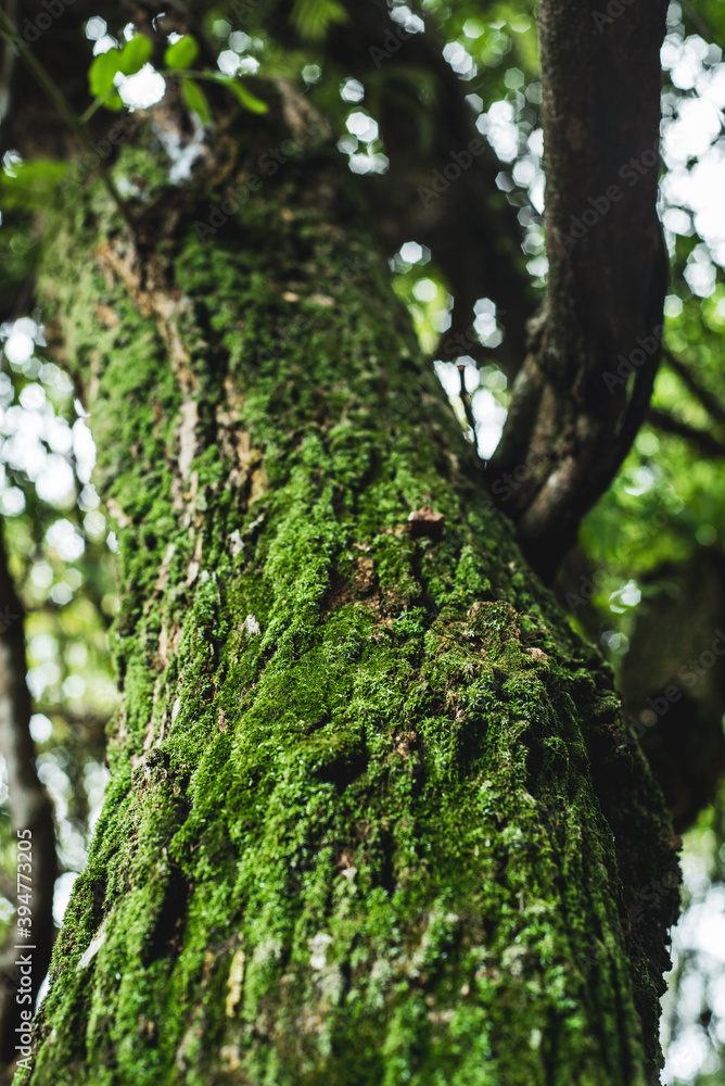 moss on tree trunk