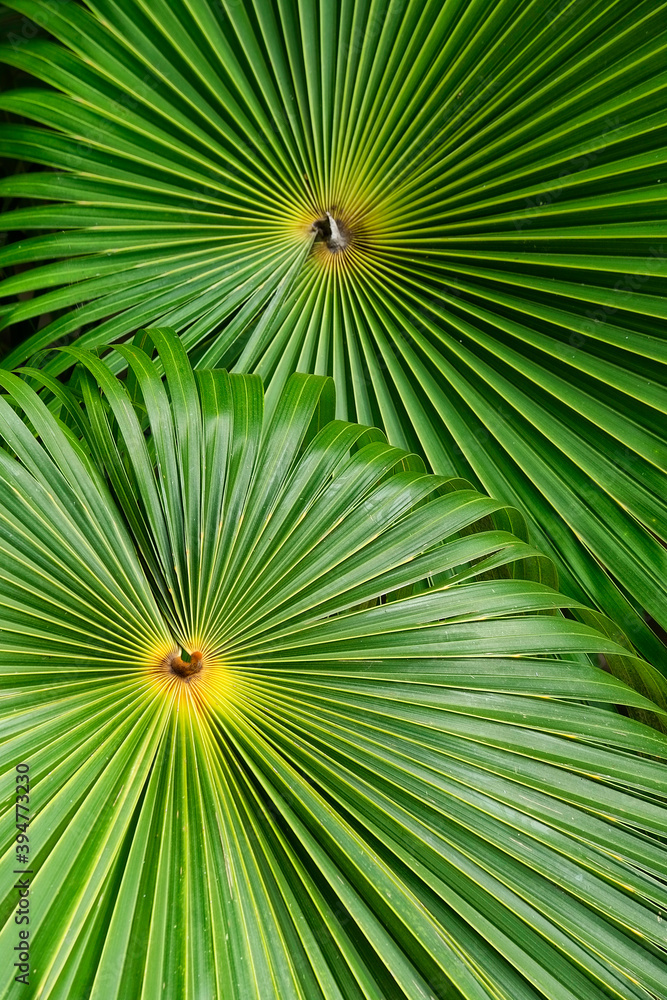 Folhagem de Palmeira Leque da China Folhagem de Palmeira Leque da China