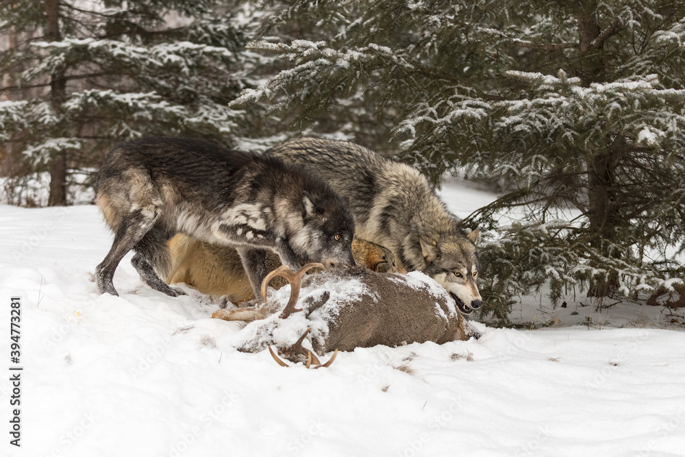 Fototapeta premium Three Grey Wolves (Canis lupus) at Deer Carcass Winter