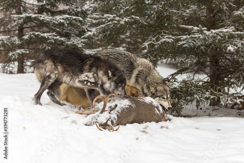Three Grey Wolves (Canis lupus) at Deer Carcass Winter © geoffkuchera