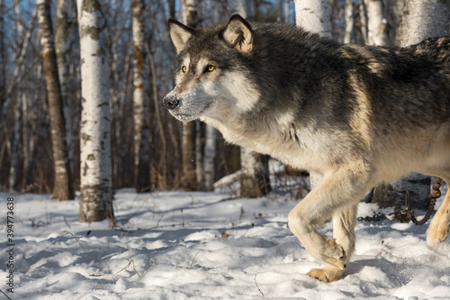 Grey Wolf (Canis lupus) Steps Left One Paw Up Winter © geoffkuchera