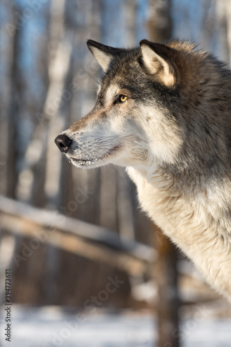 Grey Wolf (Canis lupus) Looks Left from Birch Trees Close Up Winter