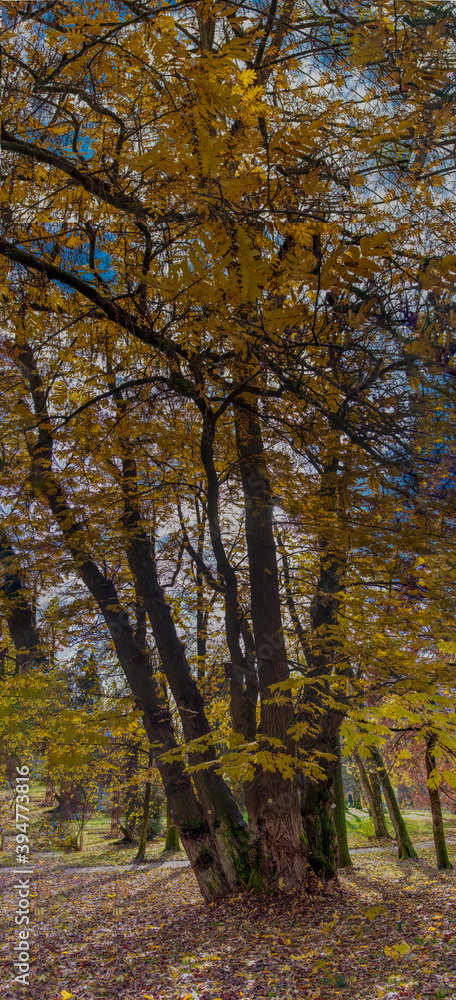 autumn forest in the autumn