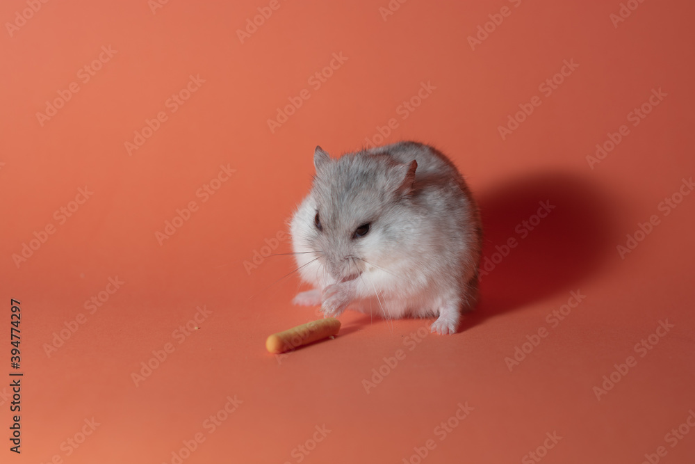 Winter white hamster with orange background Winter white hamster with orange background