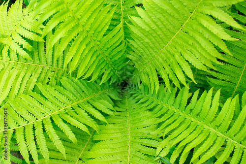 Perfect natural fern pattern. Beautiful background made with young green fern leaves.Nature concept