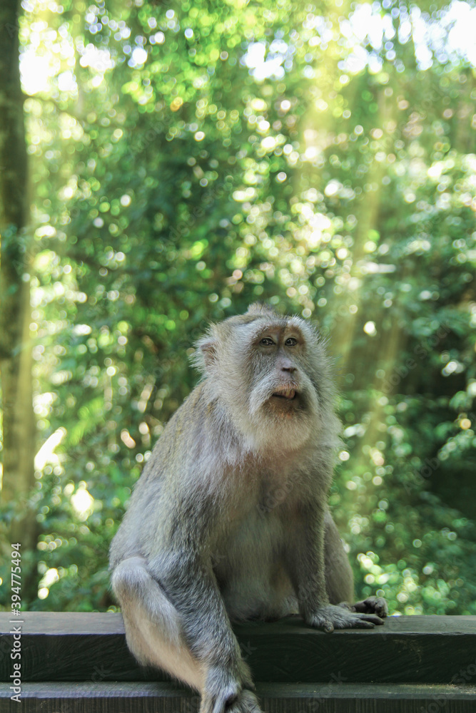 A rare monkey poses for a portrait against a sunny forest background A rare monkey poses for a portrait against a sunny forest background