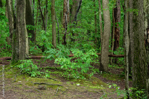 Trees in the Forest