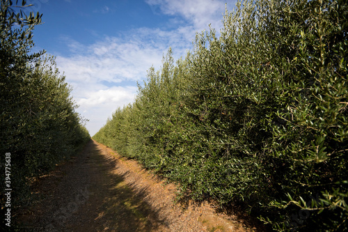 Olive plantation in Spain photo