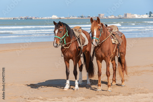 Portrait of two saddled Barb horse horses by the ocean