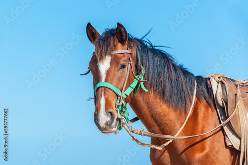 Portrait of a saddled bay Barb horse
