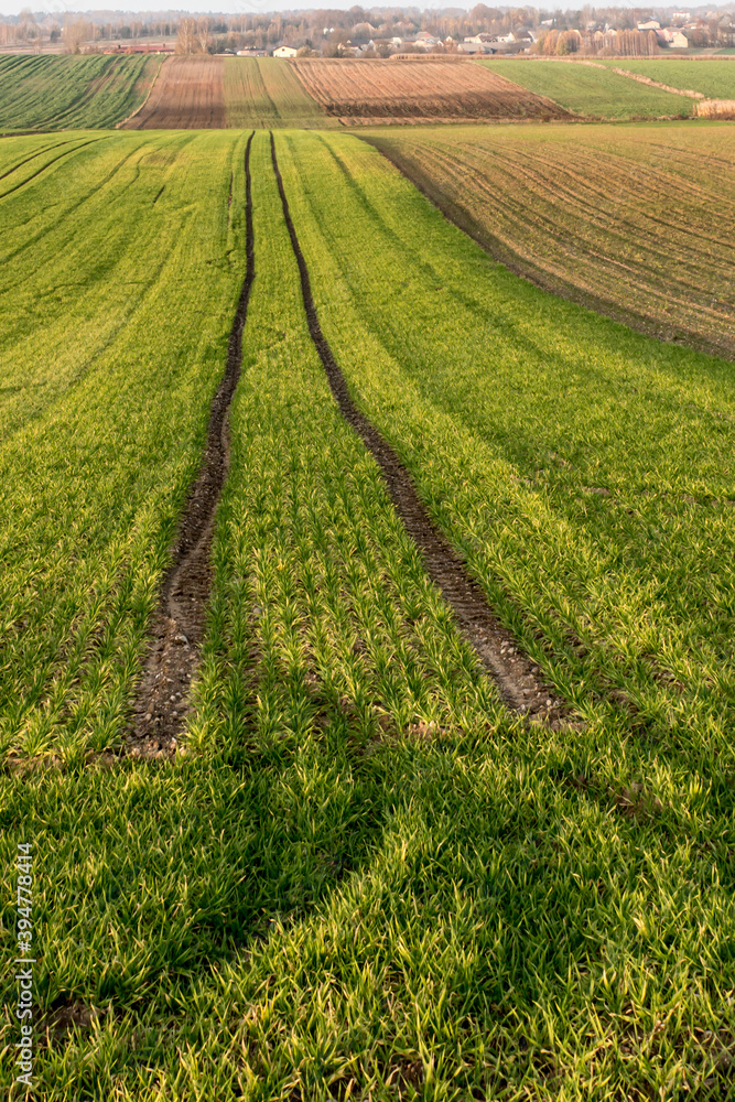 Landscape with visible arable fields in the fall with catch crops as a background