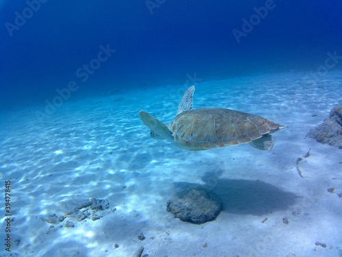 turtle swimming in the sea