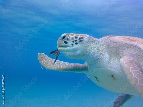sea turtle swimming and eating in water