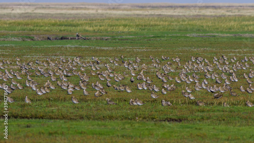 Goldregenpfeifer (Pluvialis apricaria) auf den Salzwiesen