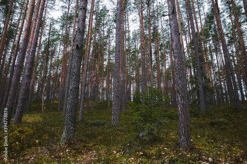 trees in the forest © Nauris