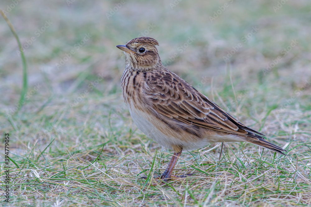 Fototapeta premium Feldlerche (Alauda arvensis)