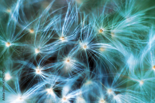 Close-up of a dandelion flowers. Macro of nature.