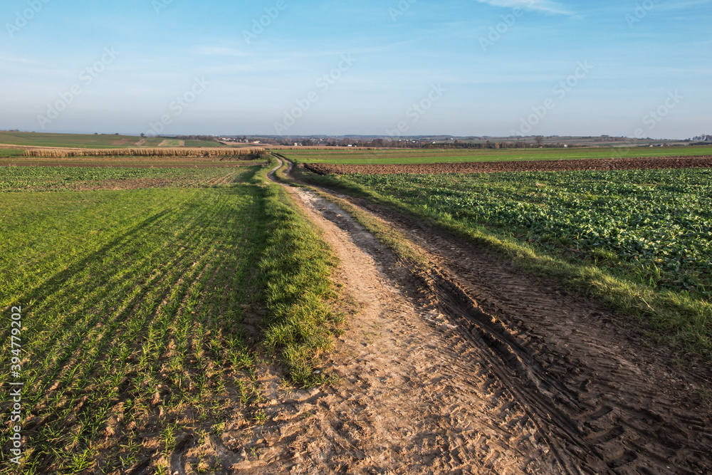 Landscape with visible arable fields in the fall with catch crops as a background Landscape with visible arable fields in the fall with catch crops as a background