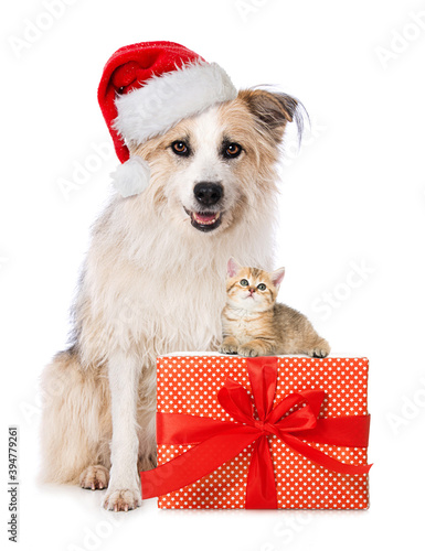 Cute dog and cat with santa hat and a christmas gift