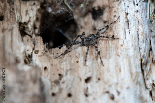 Wolf Spider in its Lair