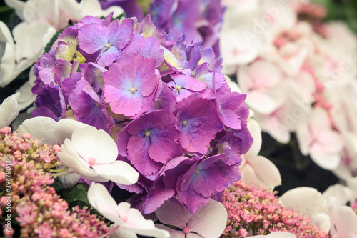 Purple flower with light pink flowers