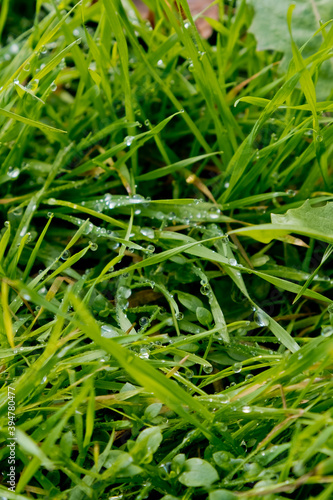 Morning dew drops on the green grass. Selective focus.