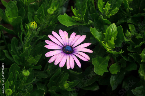 Purple flower amidst deep greens