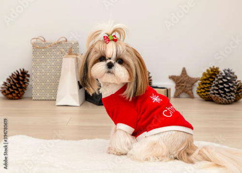 Canvas Print beautiful fashionable shih tzu dog wearing a red christmas sweater
