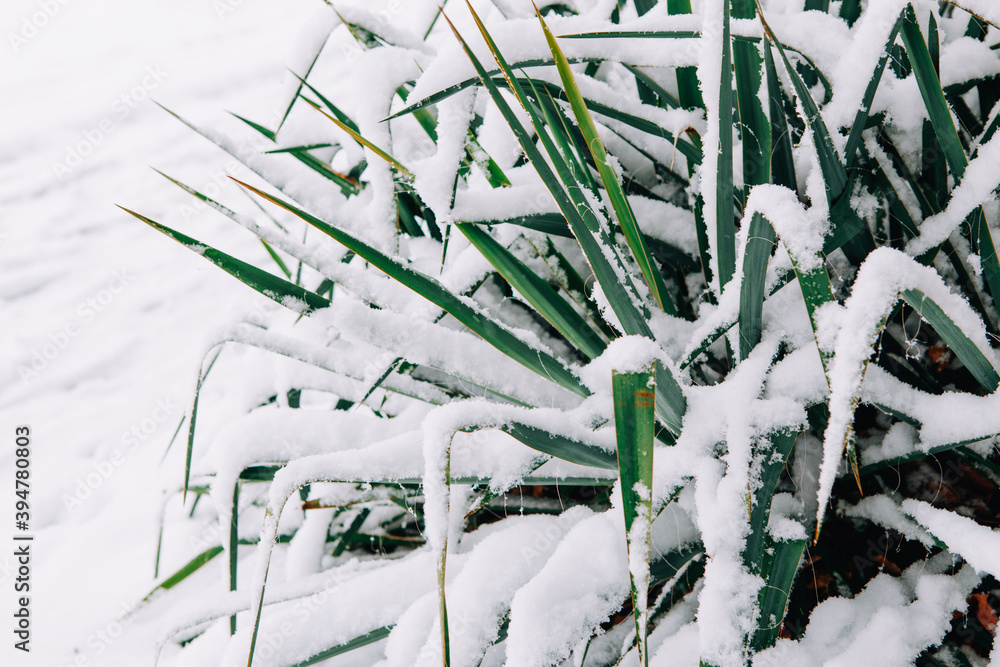 Fototapeta premium Green home plant leaves in flowerbed outdoor under fresh snow. Heavy snowfall and snowstorm in Toronto, Ontario. Snow blizzard and cold winter weather. Beauty in nature.