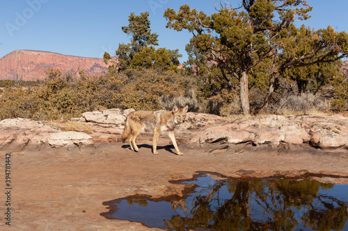 A coyote walks past a shallow pool of water on the slickrock of the American Southwest desert. photo