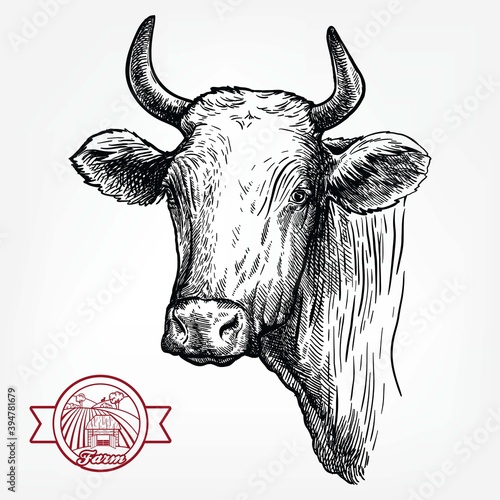 Breeding cattle. head of a Texas longhorn. vector sketch on white background
