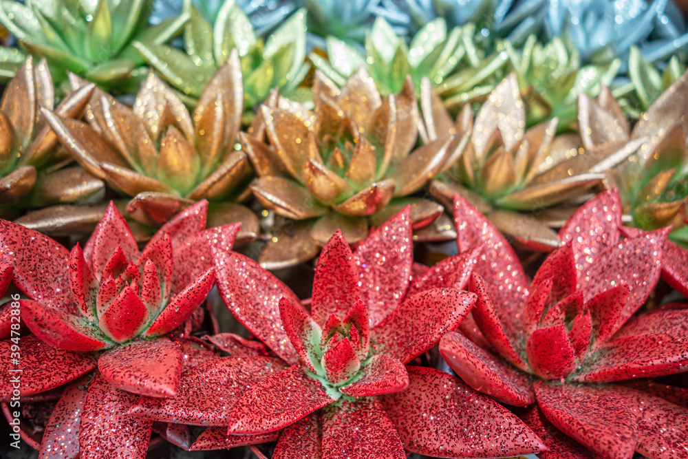 Obraz premium festive christmas background of echeveria plants painted in different colors and sparkles