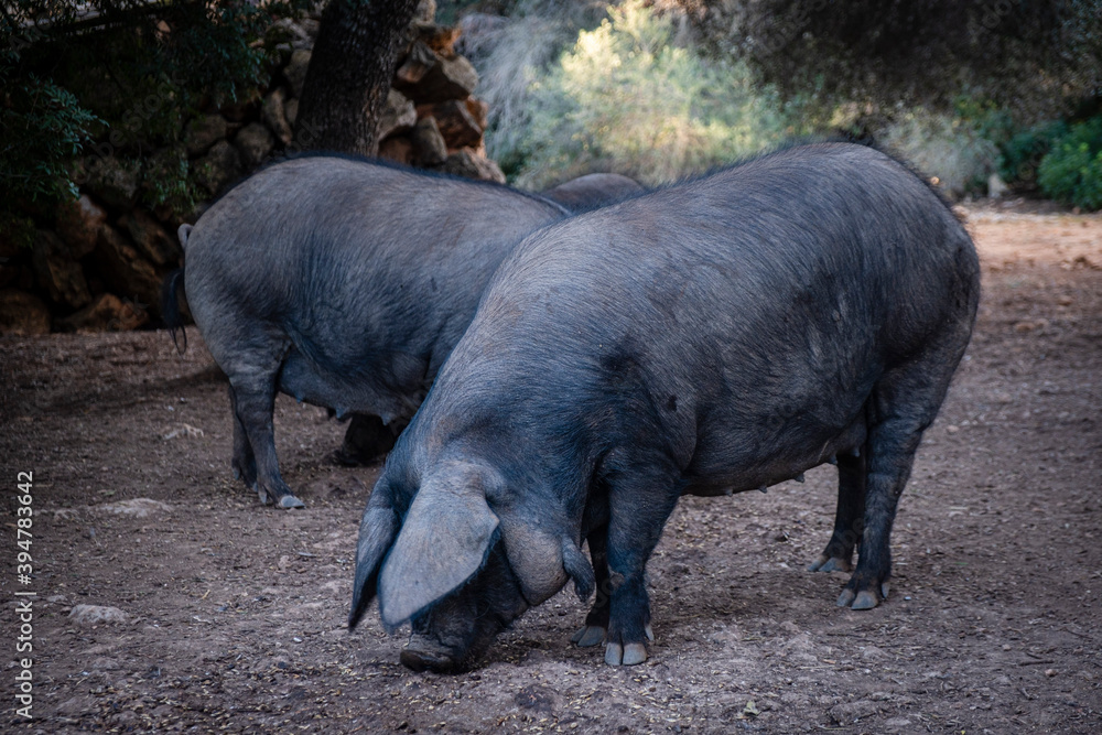 herd of black pigs of Majorcan variety, Llucmajor, Mallorca, Spain herd of black pigs of Majorcan variety, Llucmajor, Mallorca, Spain