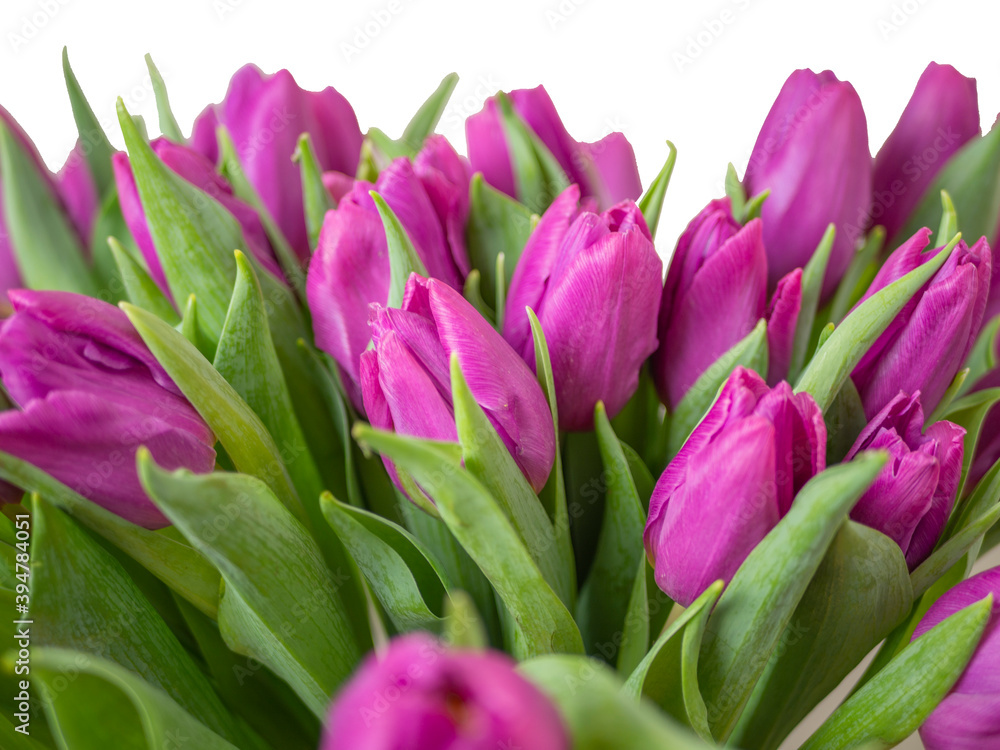 selective focus. red tulips in a vase isolated on white background. Spring composition. Delicate purple tulips on white background top view space for text border. copy space selective focus. red tulips in a vase isolated on white background. Spring composition. Delicate purple tulips on white background top view space for text border. copy space