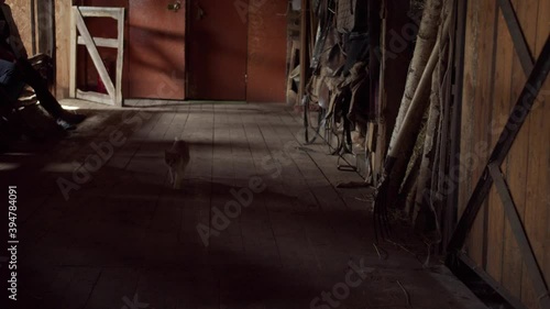 Curious young cat went to the village stable to get acquainted with its inhabitants