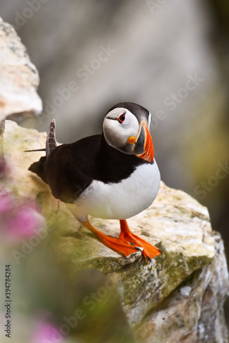 Curious Atlantic Puffin